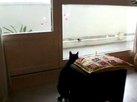 mon petit chat Plouc