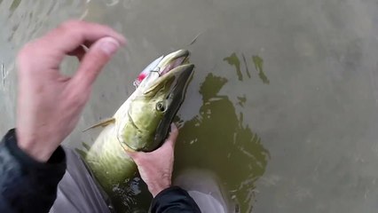 Catching a Nice Musky While Bank Fishing