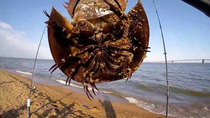 Fishing at SANDY POINT PARK using fresh shrimp and bloodworms