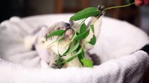 Trop mignon, ce bébé koala mange ses feuilles d'eucalyptus!