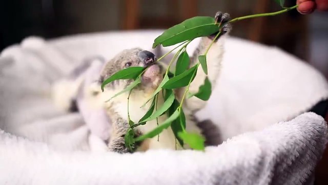 Trop mignon, ce bébé koala mange ses feuilles d'eucalyptus!