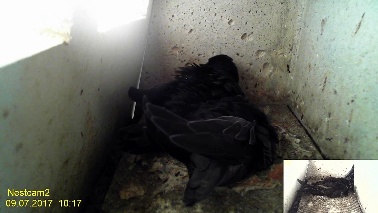 Mauersegler Webcam 2017 -  9. Juli 10:10