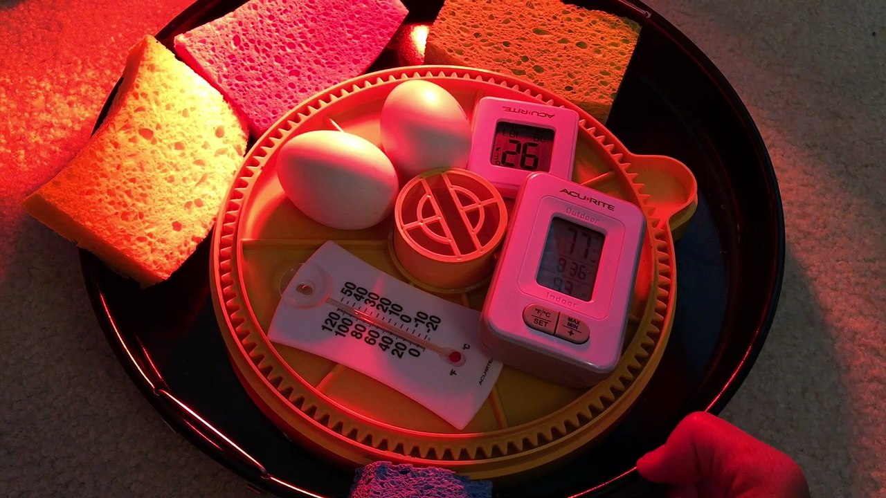 Day 17 - Duck Egg Candling Khaki Campbell Ducks - Temperature defect Problem  in Brinsea Mini Advanced continued - Eggs Still Alive Though - waiting for Incubator Replacement