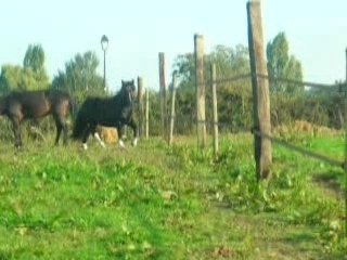 Les poons au pré