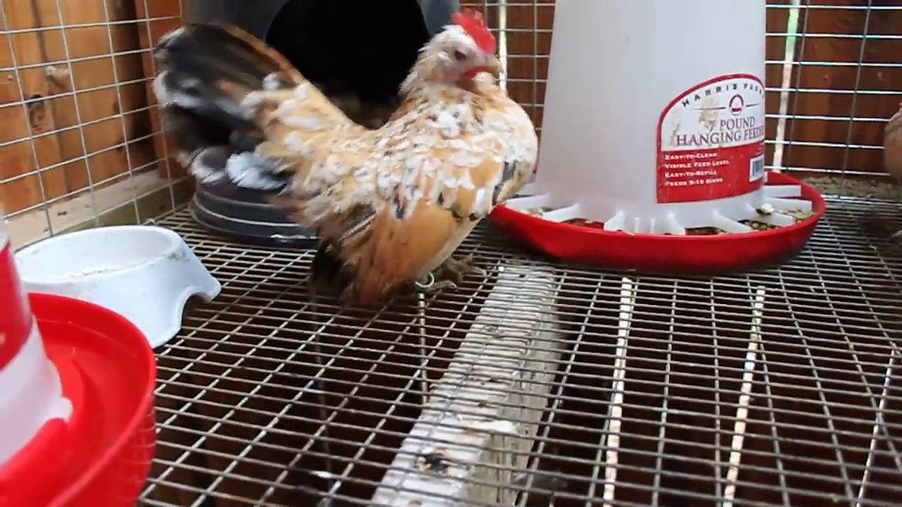 Serama breeding cage #1