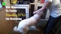 Using Stacking Boards To Teach A Dog To Stand Stilldss