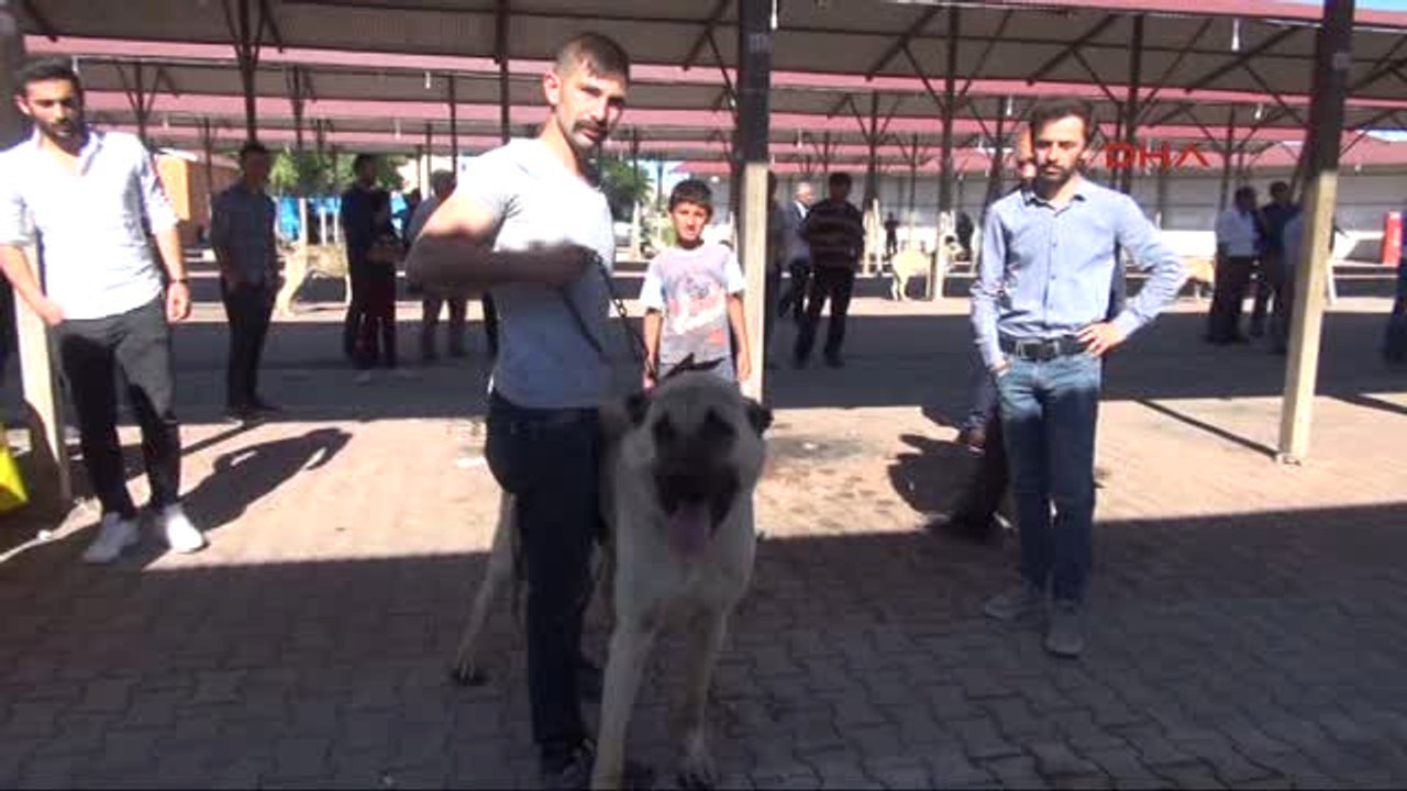 Sivas 100 Bin Liralık 'Sezar' Festivalin Ilgi Odağı Oldu
