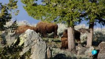 Parques nacionales norteamericanos Yellowstone