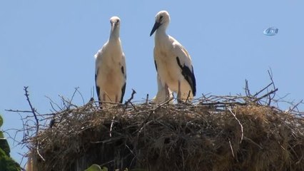 Bursa'da Leylek Festivali Coşkusu