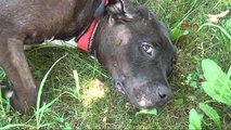 Bursa Üzerine Kızgın Su Dökülen Köpek Tedaviye Alındı