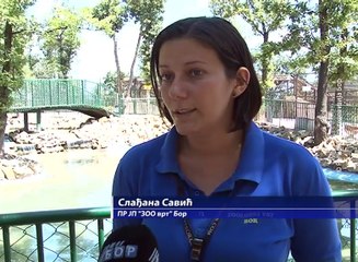 Životinjama u Zoo vrtu smetaju velike vućine, 9. jul 2017. (RTV Bor)