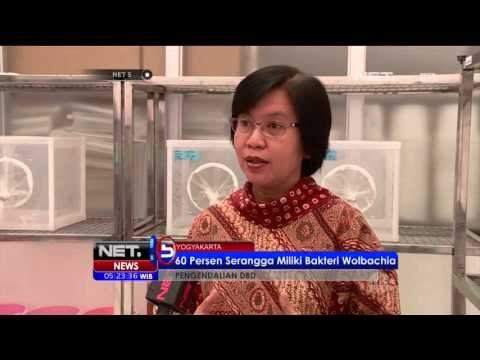 UGM Sebar Nyamuk Ber Wolbachia Untuk Lawan Virus Demam Berdarah - NET5