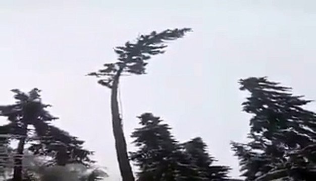 In Moldova, the man decided to cut the top of the pine tree, sitting on a tree