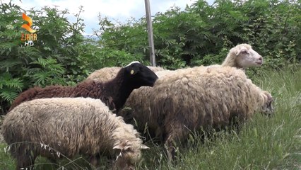 Shkruaje ne Akull : Komunikimi me votuesit