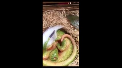 [MP4 1080p] Cute Baby Dragon Discovered, Are They Real_