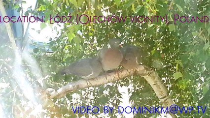Common wood pigeon and its offspring - perching on a bench and feeding time