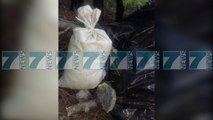 KAPEN NE KORÇE 90 KILOGRAME KANABIS SATIVA  - News, Lajme - Kanali 8