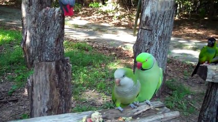 Lovely Birds gift of nature