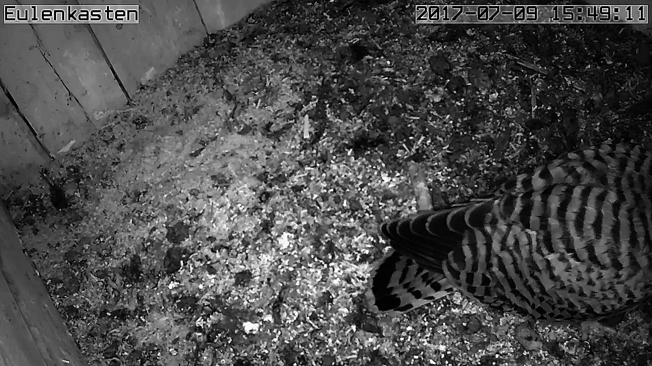 Turmfalken, 09.07.2017