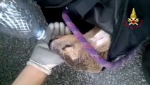 Firefighter rescuing exhausted fawn from drainpipe