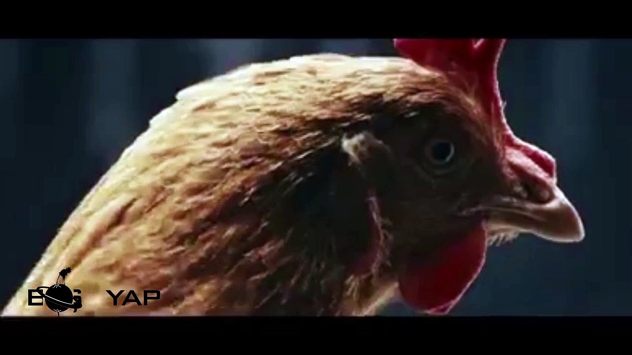Tavuk Dans Ekibi
