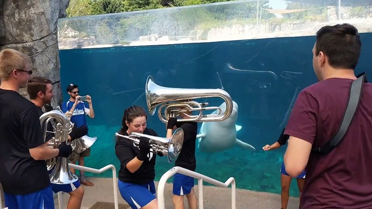 7th Regiment Small Brass Ensemble Performs For Beluga Whale