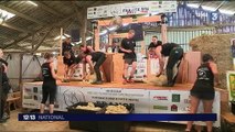 Haute-Vienne : record de France de tonte de moutons