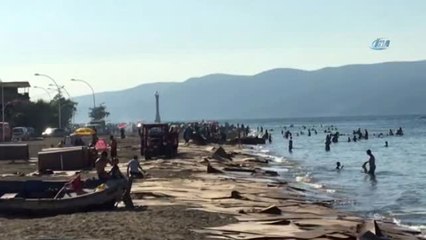 Kıyıya Vuran Suntaların Temizliğine Büyükşehir El Attı