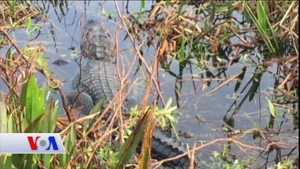 Vahşi Timsahlarla Güreş