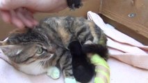 Bacakları Kopan Hamile Kediye Protez Bacak