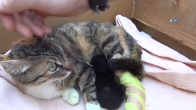 Bacakları Kopan Hamile Kediye Protez Bacak