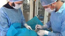 Bursa Bacakları Kopan Hamile Kediye Protez Bacak Takıldı
