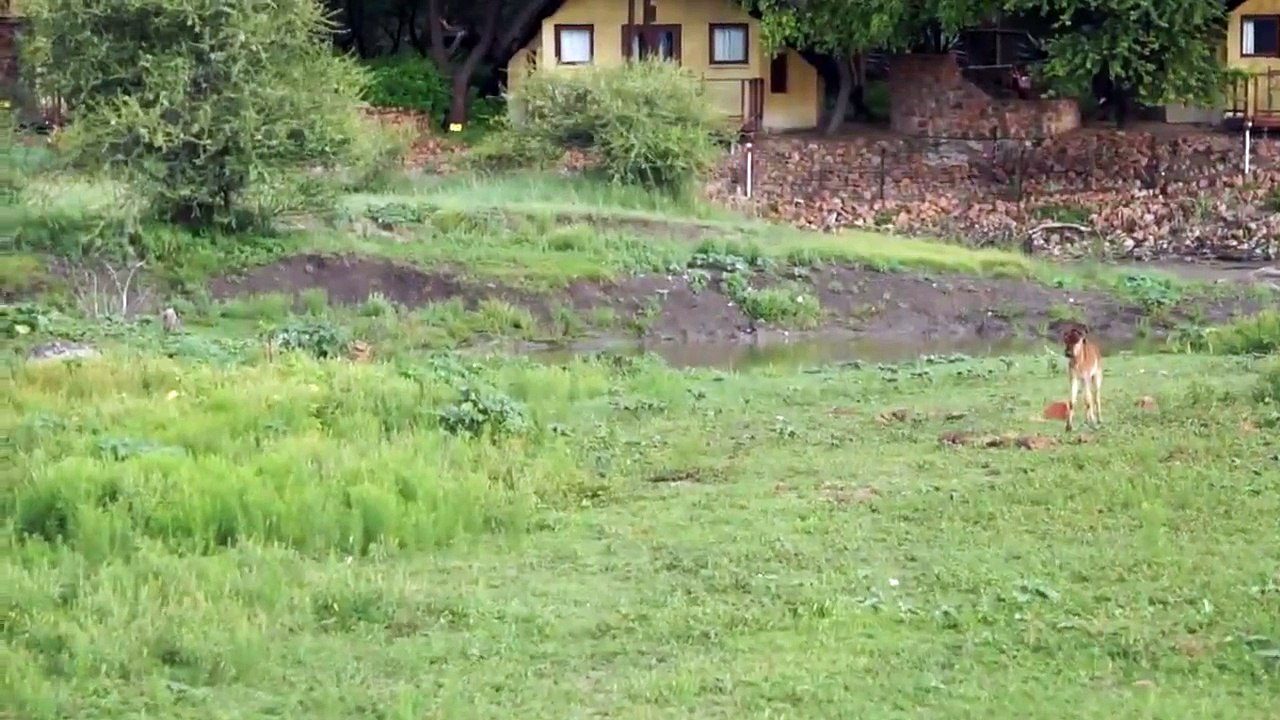 Lion saves a baby calf from another lion attack- OFFICIAL