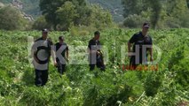 “Shqipëria vend kryesor i prodhimit dhe trafikut të drogës”