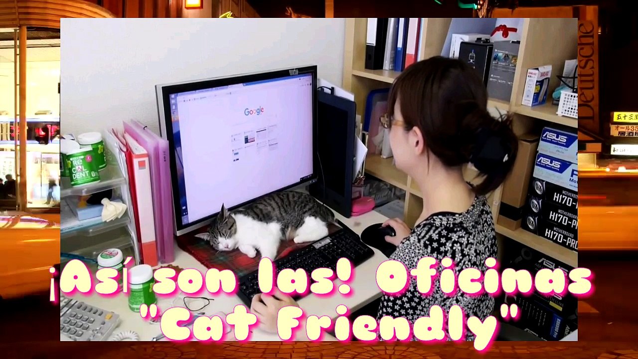 Cat Friendly, Así Trabajan con gatos en las Oficinas de Japón.