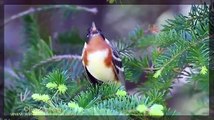 Doğadan Kuş Sesleri - Birds Sounds Relaxing Sounds