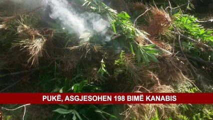 PUKË, ASGJESOHEN 198 BIMË KANABIS