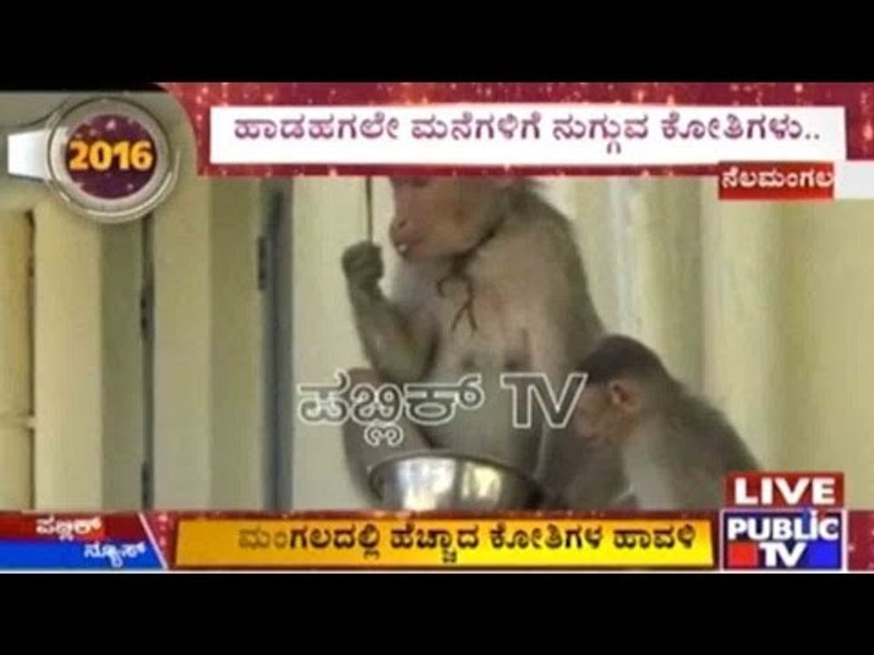 Nelamangala: Rowdy Monkeys