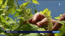 Tendance : ces viticulteurs qui se mettent à la désalcoolisation
