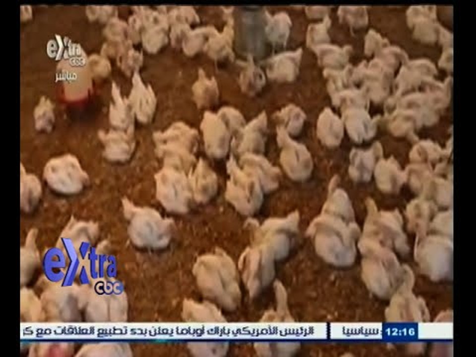 #غرفة_الأخبار | الصحة : إصابة طفلة تبلغ من العمر 3 سنوات بإنفلونزا الطيور بالمنيا