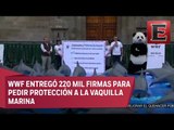 Continúan los esfuerzos por salvar de la extinción de la vaquita mari