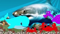 Shark Finger Family Song _ Animal Finger Family Song _ Animal Finger Family Nursery Rhyme , Cartoons movies animated 2017 & 2018