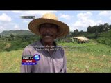Petani Di Sumenep, Jawa Timur Tanamanya Dirusak Kera Liar - NET5