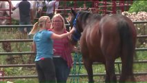 Owner of Illinois Horse Barn Destroyed in Fire Vows to Rebuild