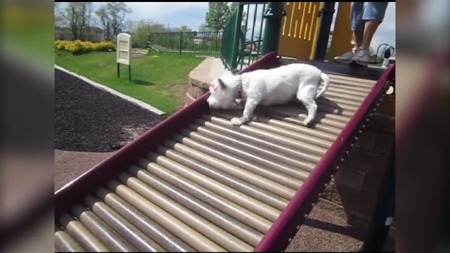 Funniest Pet Fails & Bloopers Compilation November 2016 | Funny Pet Videos