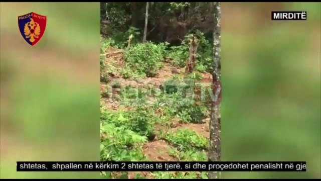 Report TV - Mirditë, asgjësohen 843 bimë kanabis,2 arrestohen,2 në kërkim