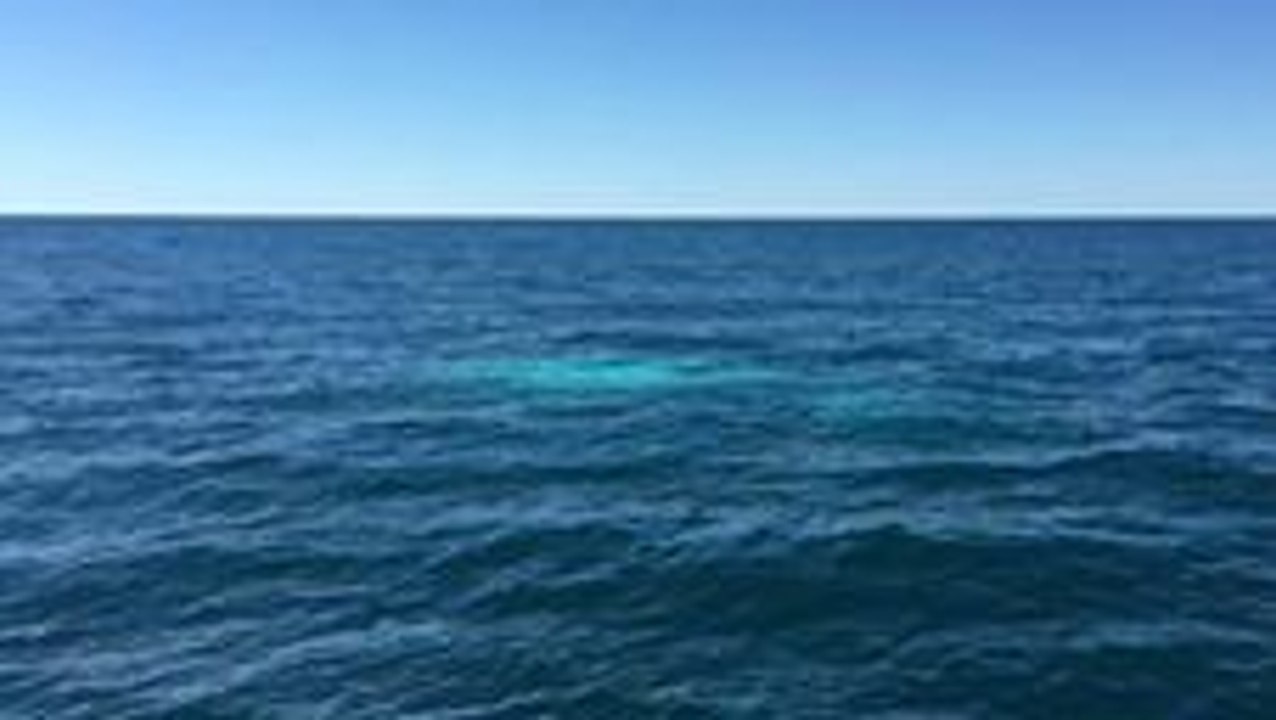 Rare Albino Whale Migaloo Follows Tourist Boat at Port Macquarie