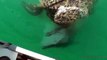 Shark Attack Tiger Shark eats Turtle Andy's Fish Video EP.343