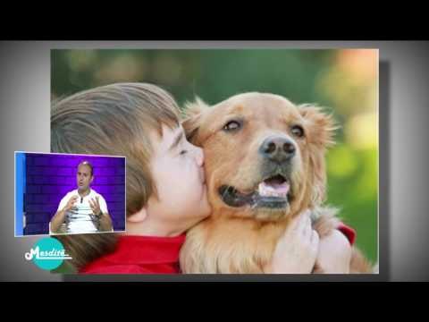 Mesditë - Kujdesi për kafshët në stinën e verës - 19 Qershor 2017 - Lifestyle - Vizion Plus