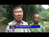 Dua Ekor Jerapah Lahir di Taman Safari Indonesia, Bogor - NET5